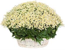 Цветочная композиция из Ромашки в корзине #REPLACE_PRED# Табунах